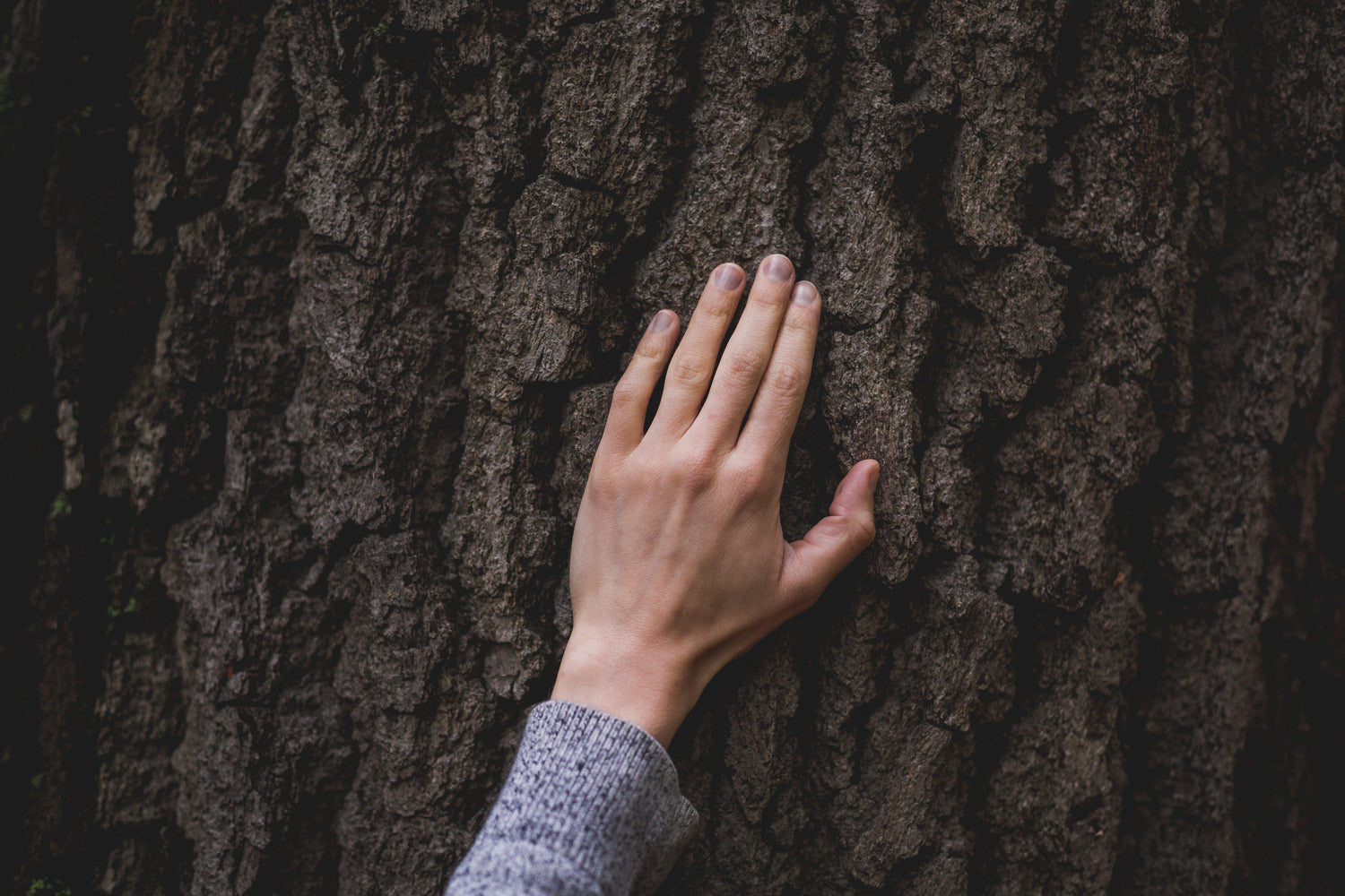 hand-on-tree-bark